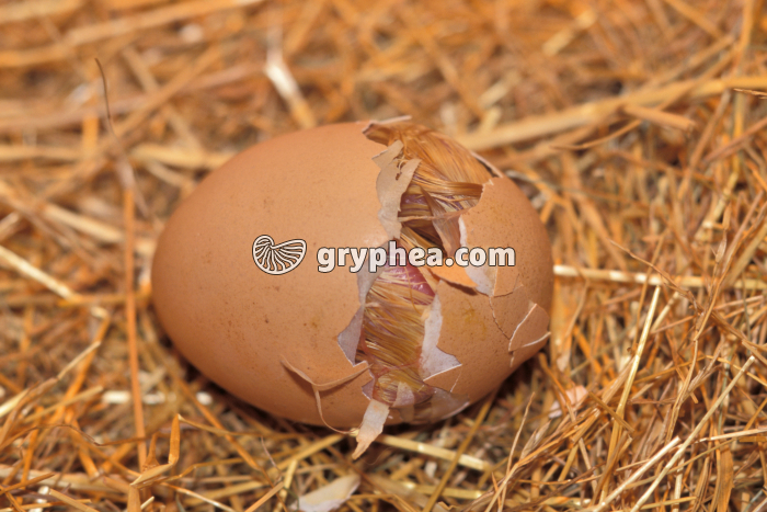 Poussin - Eclosion de l'oeuf (1) - gryphea.com